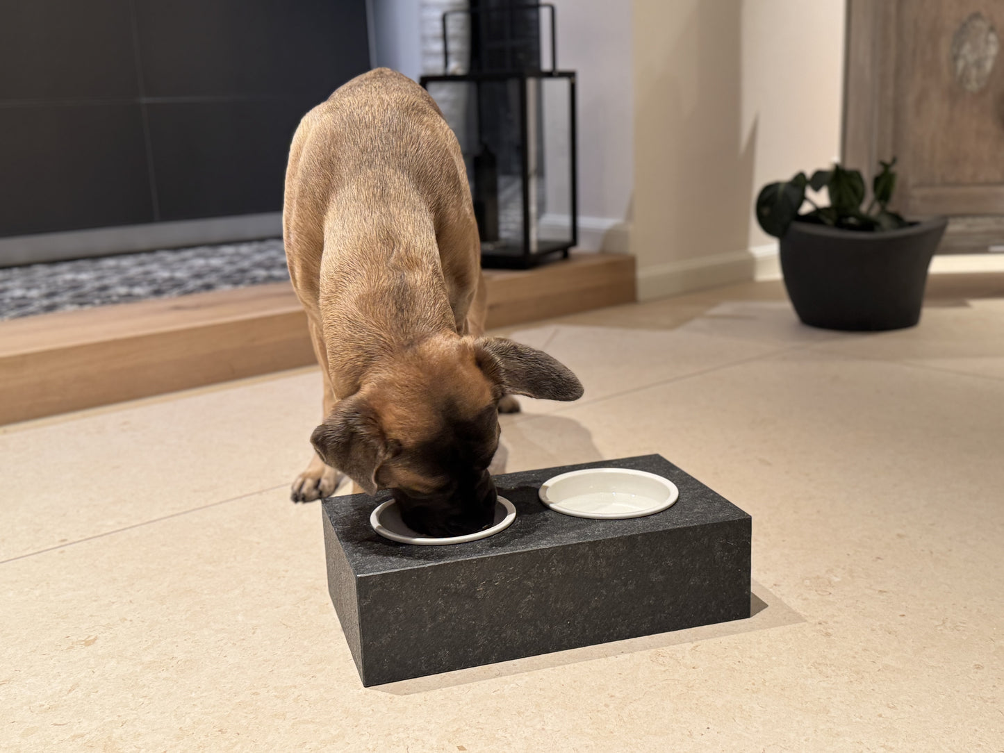 Haustiernapf - Nero©